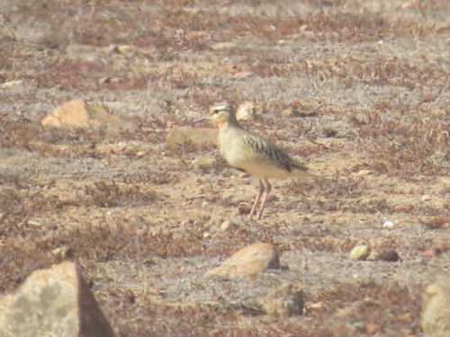 Tawny-throated Dotterel (Oreopholus ruficollis), photo 4