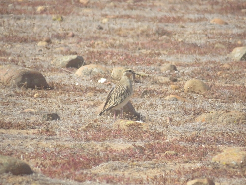 Tawny-throated Dotterel (Oreopholus ruficollis), photo 5