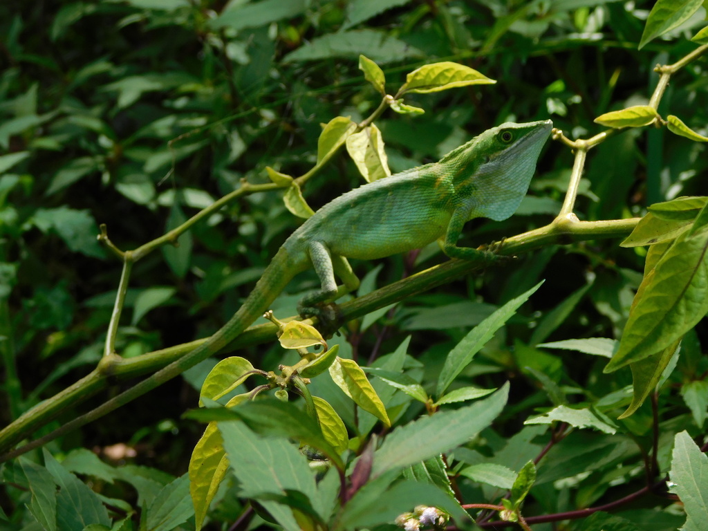 Londok Moncong (Pseudocalotes tympanistriga)