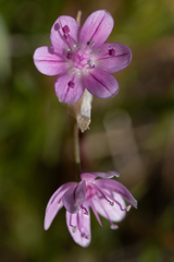 Allium hyalinum