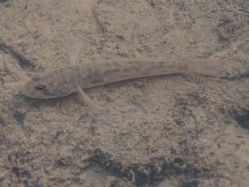 Acentrogobius viridipunctatus observed 2026-04-19