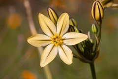 Triteleia ixioides scabra
