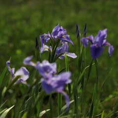 Iris giganticaerulea