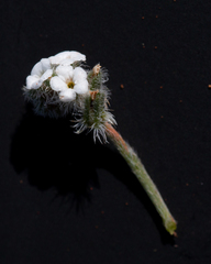 Cryptantha flaccida