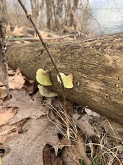 Steccherinum rawakense