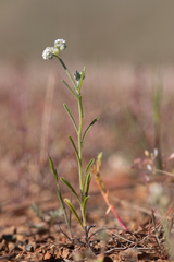Cryptantha flaccida