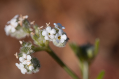 Cryptantha flaccida