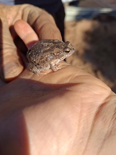 Crawling Brood Frog