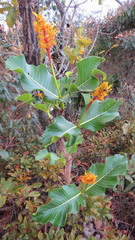 Palicourea rigida