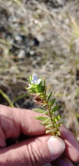 Stemodia maritima