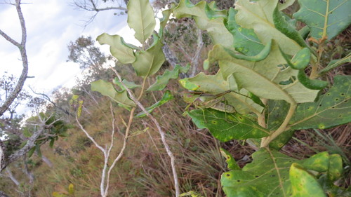 Staleochlora humilis