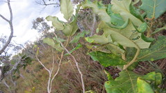 Staleochlora humilis