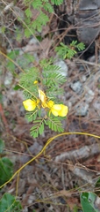 Chamaecrista lineata