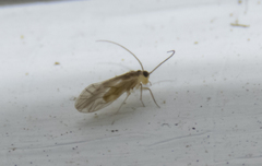 Caeciliusidae