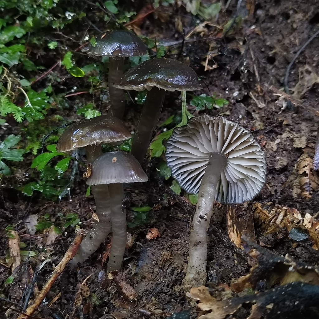 Gliophorus fumosogriseus