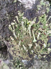 Cladonia fimbriata