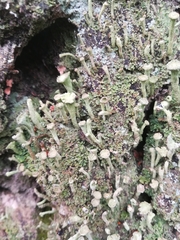Cladonia fimbriata