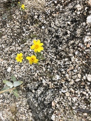 Eriophyllum ambiguum