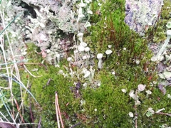 Cladonia fimbriata