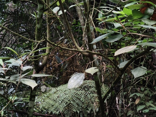 Ficus ribes observed 2026-04-11