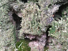 Cladonia fimbriata