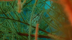 Longnose Hawkfish