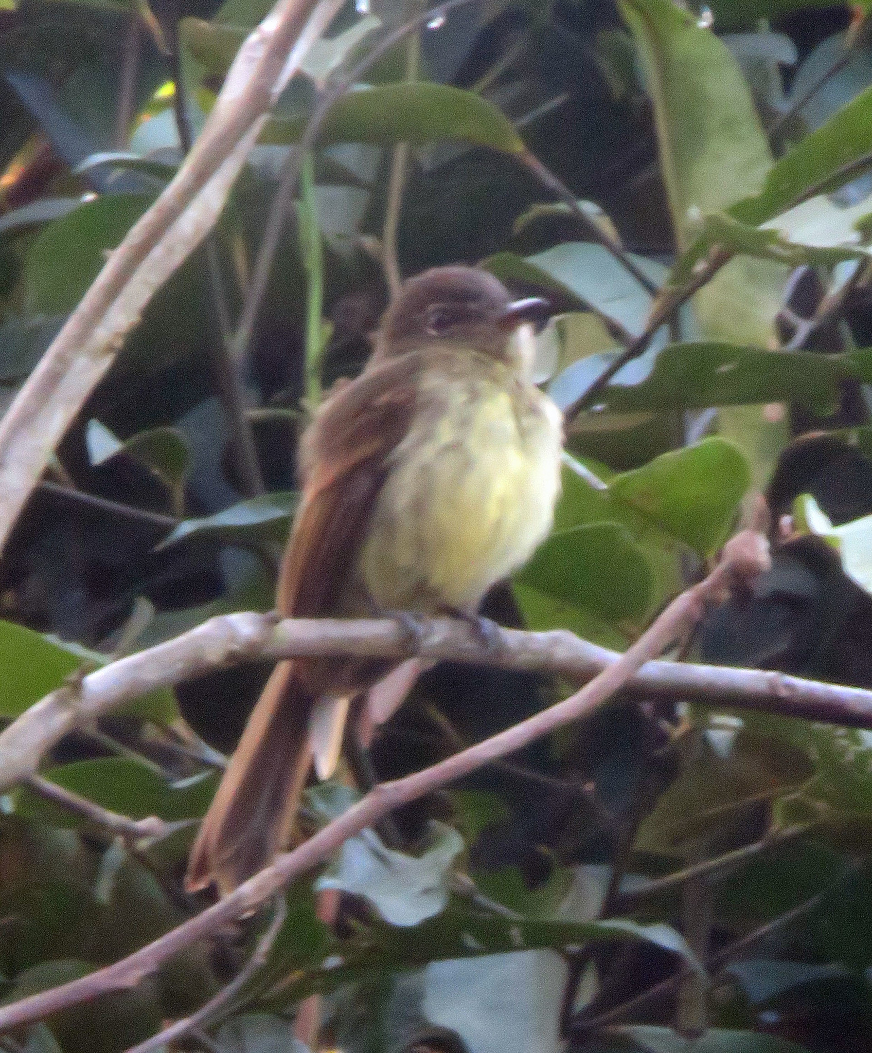 Dusky-tailed Flatbill (Ramphotrigon fuscicauda), photo 2