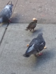 Sturnus vulgaris