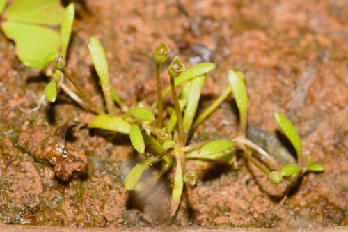 Glossostigma diandrum observed 2026-03-30