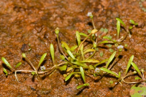 Glossostigma diandrum observed 2026-03-30