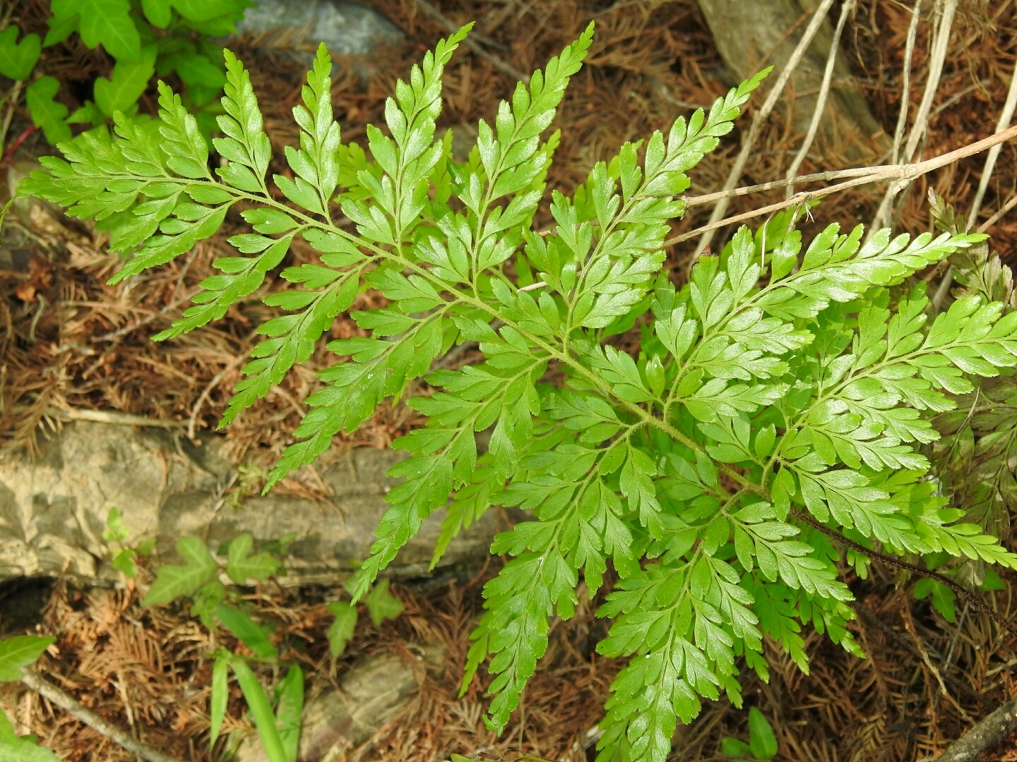 Anemia adiantifolia