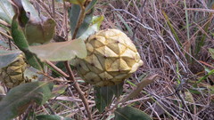 Duguetia furfuracea