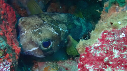 Black-blotched porcupinefish (Diodon liturosus) — Diodontidae — 5