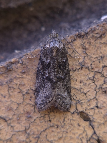 Cnephasia cupressivorana