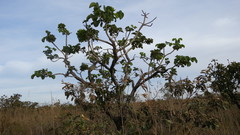 Caryocar brasiliense