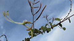 Bauhinia curvula