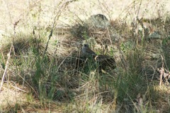 Junco hyemalis dorsalis