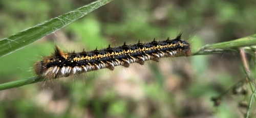 Euthrix potatoria