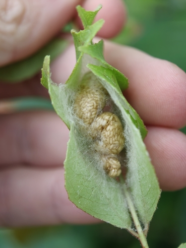 Copidosoma floridanum observed 2026-04-20
