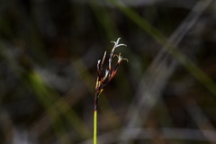 Netrostylis capillaris