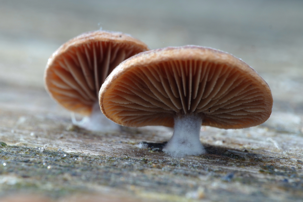Panellus stipticus · April 2026 · photo: © celadonfern (iNaturalist, cc-by)
