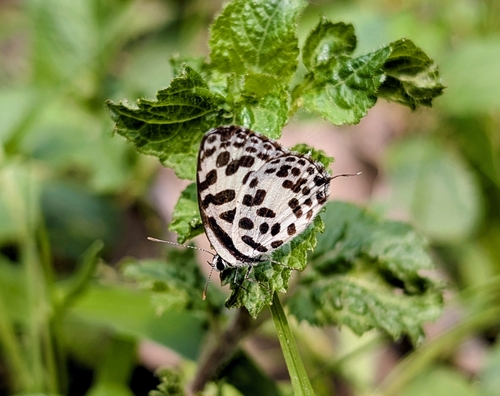Common Pierrot