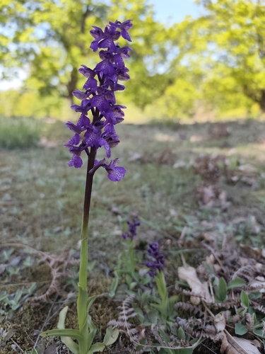 green-winged orchid