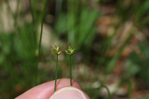 Carex onoei iNat (2)