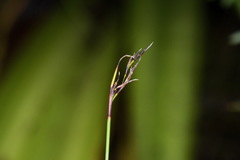 Netrostylis capillaris