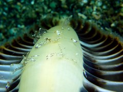 Ancylomenes holthuisi