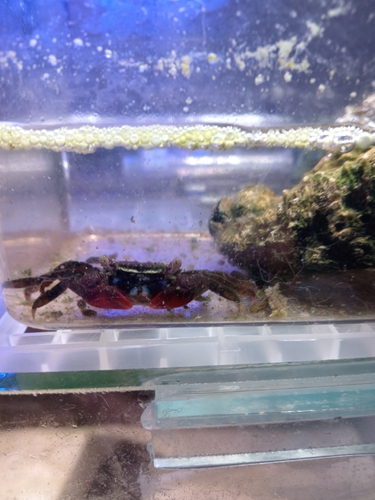 Face Banded Mangrove Crab