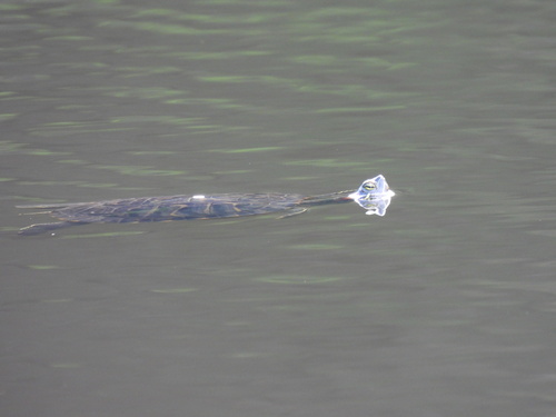Trachemys scripta elegans