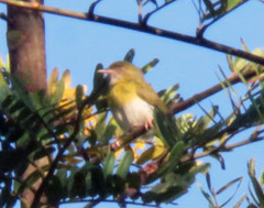 Hylophilus thoracicus