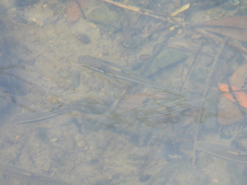 Nipponocypris temminckii